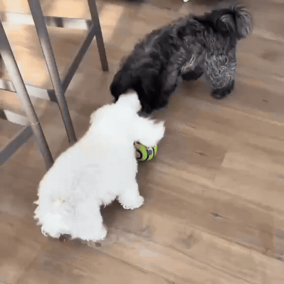 Squeaky Wobbling Dog Play Ball