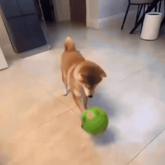 Flying Dog Fetch Play Ball