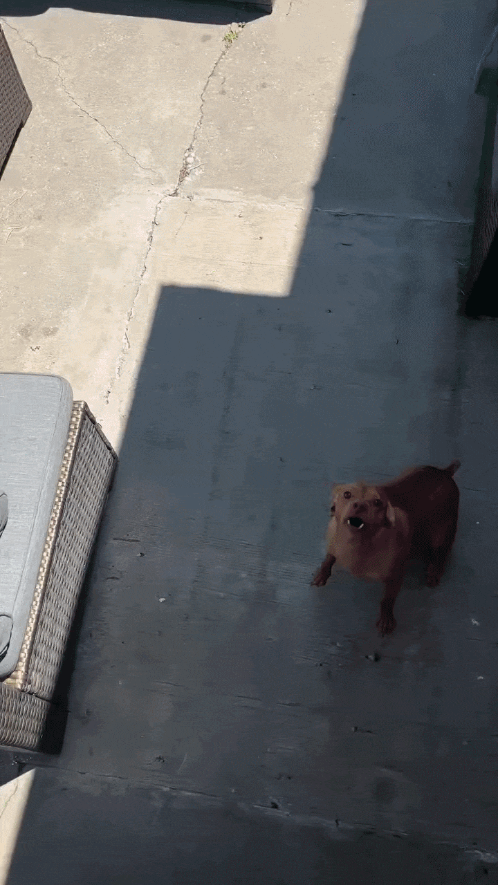 Ultrasonic Dog Bark Training Device