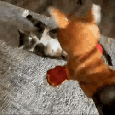 Kangaroo Boxing Puppet for Cat Play