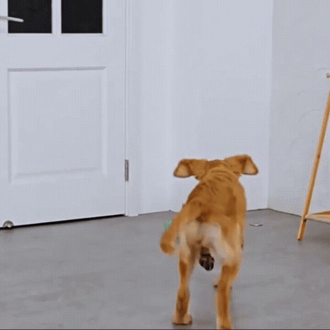 Slipper-Shaped Squeaky Dog Toy