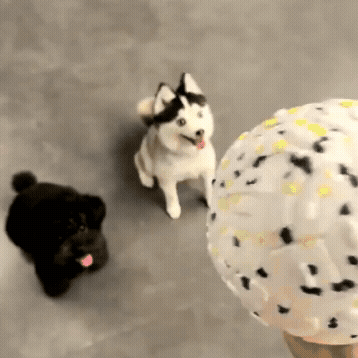 Squeaky Dog Ball for Tug & Fetch