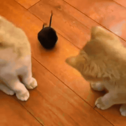 Rolling Plush Cat Activity Toy