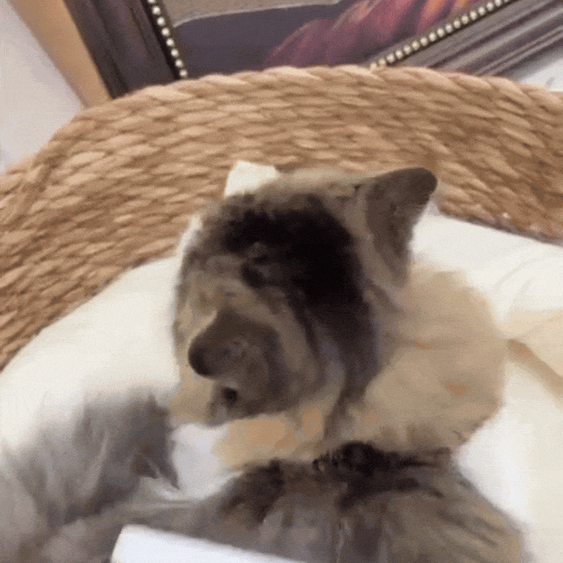 Wide Cat Undercoat Grooming Rake