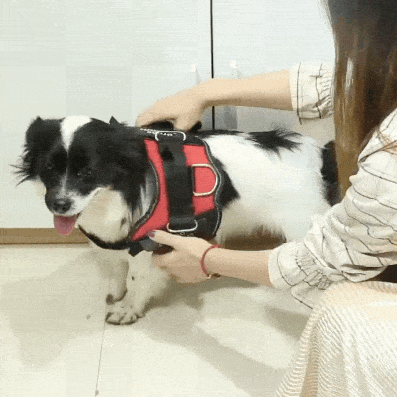 Personalised Walking Harness for Dogs
