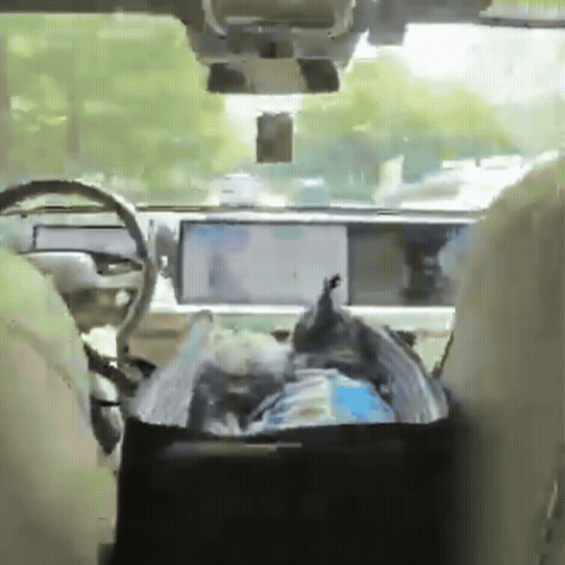 Small Pet Car Carrier with Securing Lead