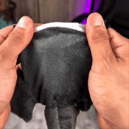 Touch-Activated Flapping Bat Dog Toy