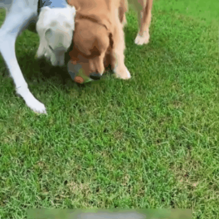 Everyday Dog Chase & Play Ball
