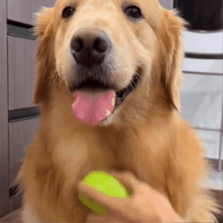 Mist-Assisted Pet Grooming Brush