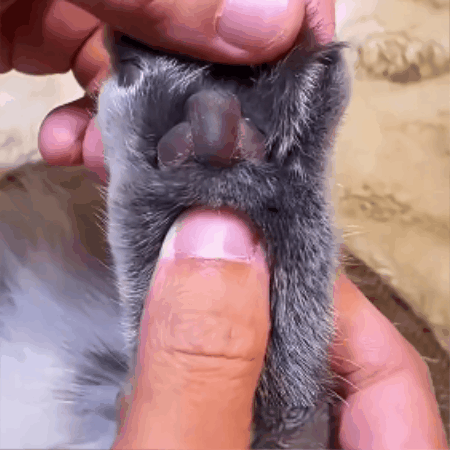 Paw & Nose Care Balm Stick