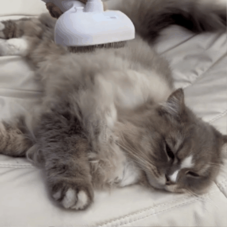 Cat Grooming Brush with Mist Function