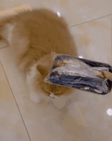 Wriggling Fish Cat Activity Toy