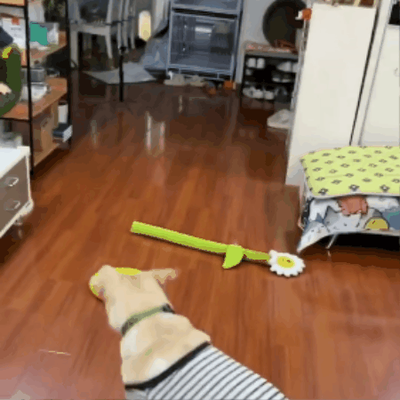 Peanut-Shaped Squeaky Dog Toy