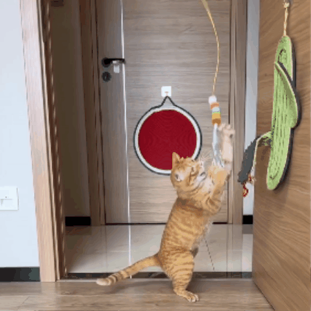 Hanging Cat Play Teaser