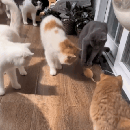 Interactive Mouse Chase Toy for Cats