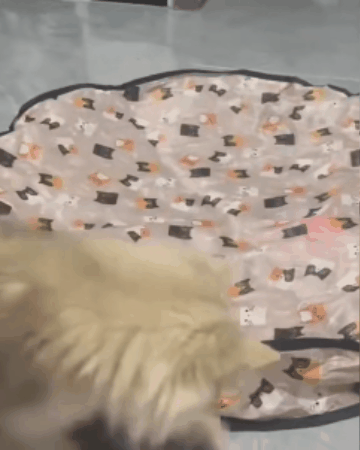 Cat Hide-and-Seek Activity Toy