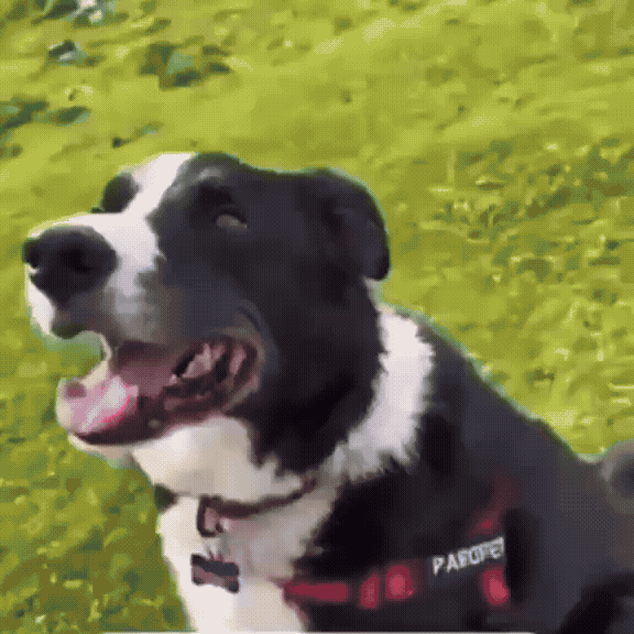 Reflective Dog Harness with Personalised Name Patch