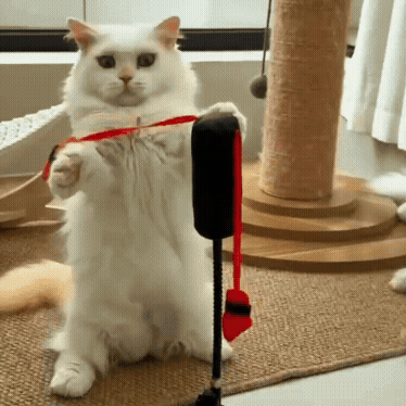 Cat Boxing Activity Toy with Punching Bag