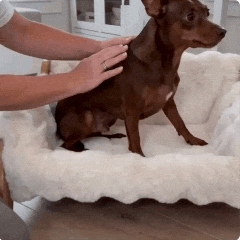 Raised Solid-Wood Dog Sofa Bed
