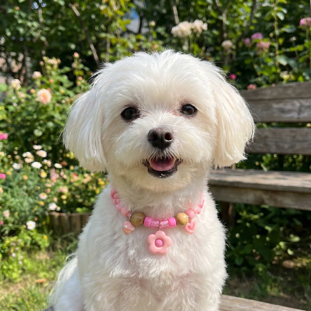 Decorative Insect-Repellent Dog Collar