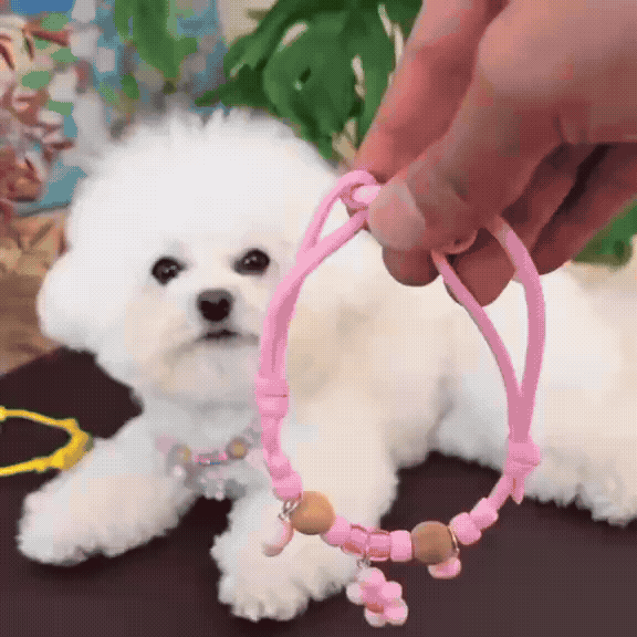 Decorative Insect-Repellent Dog Collar