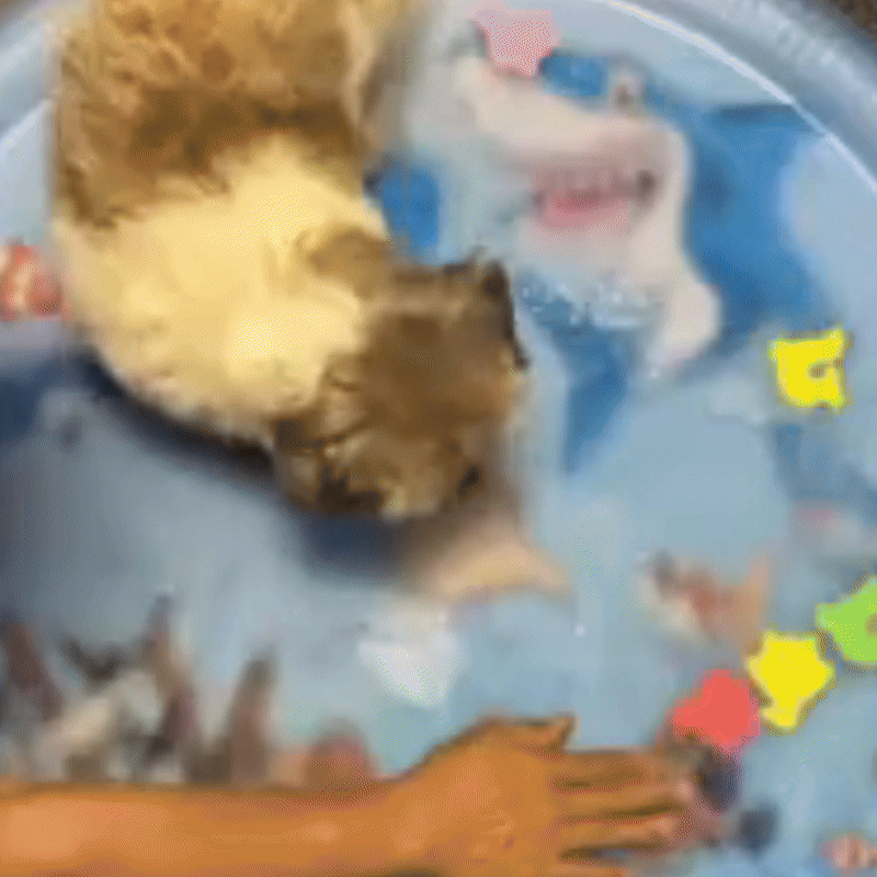 Interactive Water-Filled Dog Cooling Bed 2.0
