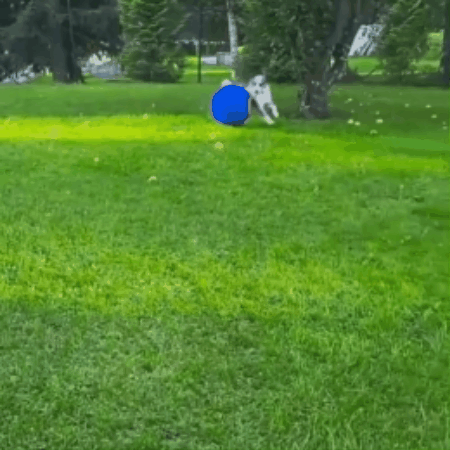 Covered Dog Training & Play Ball