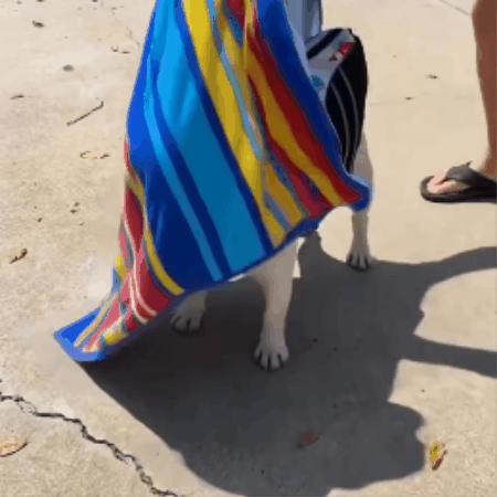 Dog Swim Vest with Lift Handle