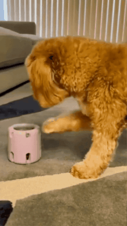 Tumbling Tennis-Style Dog Toy