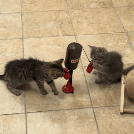 Cat Punching Bag Play Toy