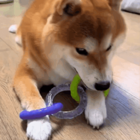 Dog Tug & Interactive Play Toy