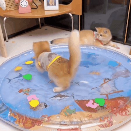 Cat Cooling Water Play Bed — Version 2.0