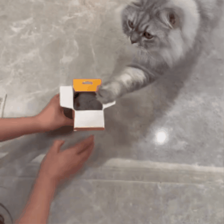 Chirping & Fluttering Bird Cat Toy