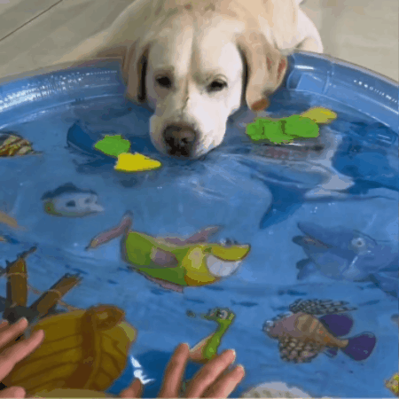 Dog Cooling Water Play Bed — Version 2.0