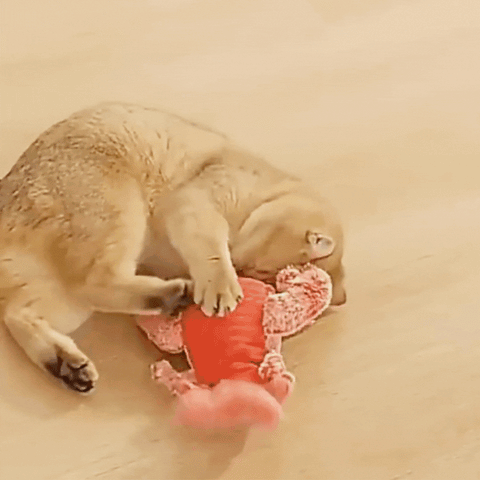 Moving Lobster Cat Activity Toy